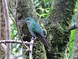 A green-crowned brilliant