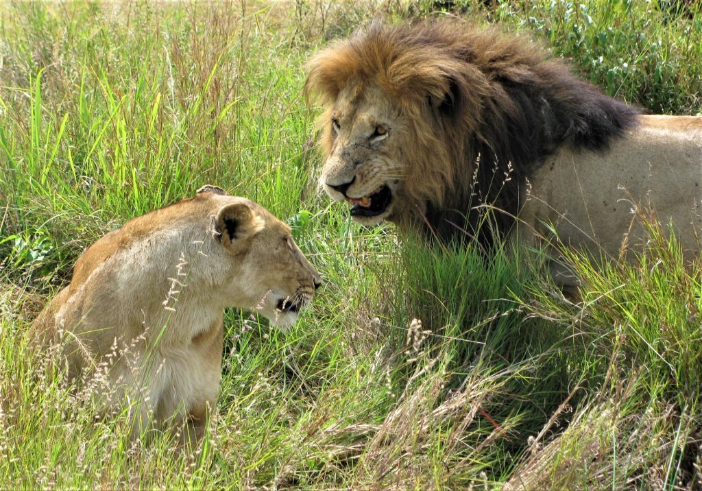 Staying Safe on a Serengeti Safari