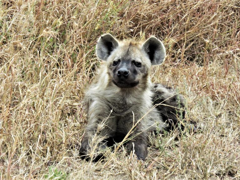 Staying Safe On A Serengeti Safari