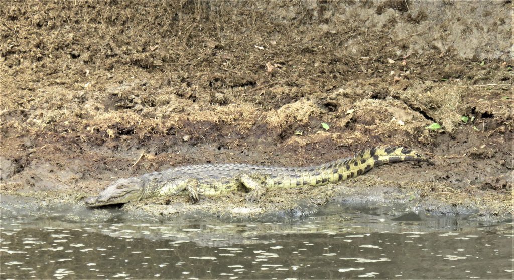 The Hippo Pool Of The Serengeti