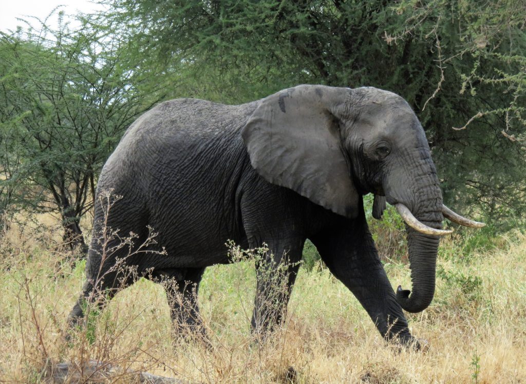 Staying Safe on a Serengeti Safari